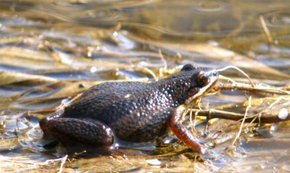 An Environment Canada scientist concluded that a proposed real estate project could drive the western chorus frog to extinction in habitats in La Prairie, a suburb on Montreal's south shore. Photo courtesy of Raymond Belhumeur, Nature Québec